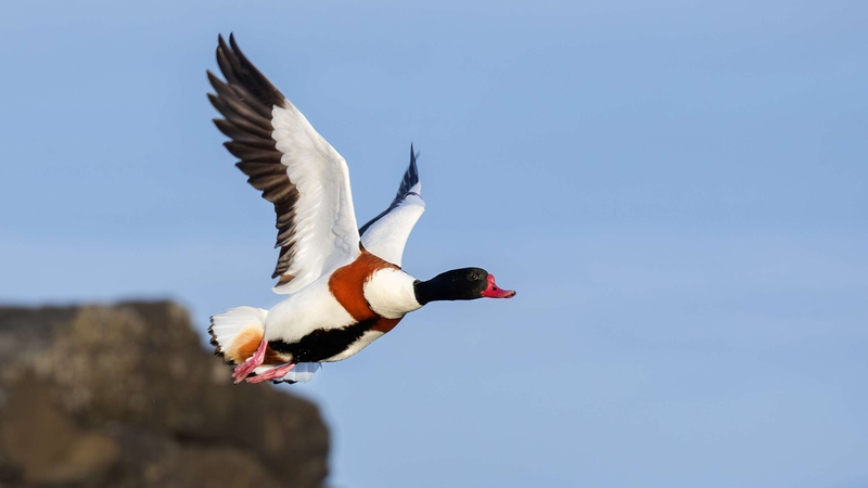 Shelduck - Kildonan - Isle of Arran - Scotland