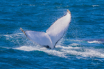 Beautiful Fluke 2. 0A3A4376
