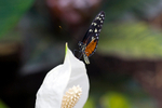 Harmonia Tigerwing butterfly - 4102