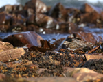 Turnstone standing on rocky shoreline, Scotland