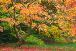 Autumn Acer