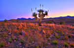 Yakka Tree at Twilight-HDR