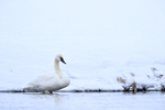 Trumpeter Swan standing, Madison River, Yellowstone National Park