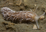Aeolidiella glauca