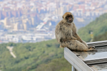 Barbary Macaque relaxes on rooftop at Cable Car Station, Gibraltar
