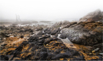 Walking through the mists of time