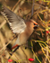 Waxwing about to take off at Bletchley