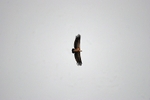 Griffon Vulture