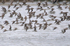 Fast, low-flying flock of Dunlin