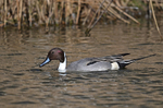 Pintail