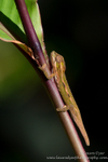 Young chameleon in garden