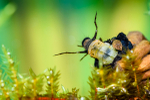 Caddis fly larva