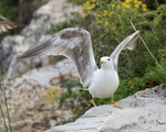 Yellow-legged Gull wings raised, Gibraltar