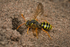 Nomada goodeniana (f)