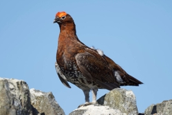 Teesdale  2018-04-19 12-59-22 