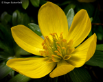 Winter Aconite