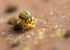 Sminthurinus elegans