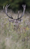 _H5X8591 Red Deer "Rut" 2015