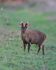 Muntjac Deer on the Roman Road at Otmoor