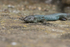 Lizard, Pico Island, Azores