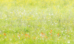 JUNE MEADOW #3, 2017 - BRUCE COUNTY