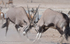 Oryx fighting