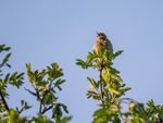 Tree Pipit