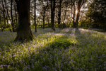 Bluebells in the Woods, Dorset