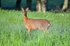 Roe Deer