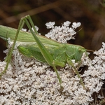 Great green bush cricket nymph (Tettigonia viridissima