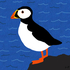 Puffin