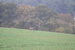 WJ7_8873