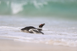 Magellanic Penguin entering sea, Carcass Island, Falklands