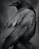 Dark Raven