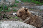 Brown Bear