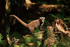 White-nosed Coati in rainforest, Playa Cativo, Costa Rica
