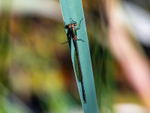 Emerald Damselfly