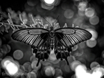 Swallowtail MONO