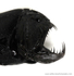 IDD006: Anoplogaster cornuta