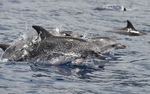 Spotted dolphins