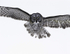 Great Gray Owl 2012-4696