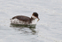 Slavonian Grebe with a fish at Farmoor