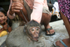 Macaques locked in a basement_Koh Rong