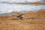 Golden Plover