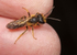 Andrena bucephala (m)