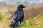 carrion crow Corvus corone-5102