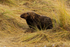 Grey Seal Bull