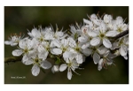 Hawthorn