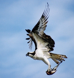 Osprey _0027
