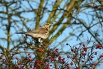 Fieldfare